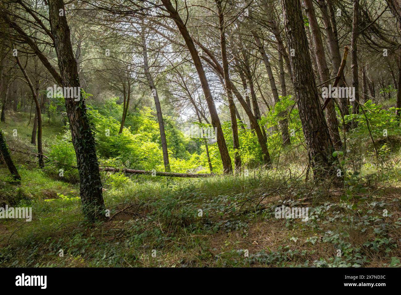 "Qui, tra il verdeggiante splendore della foresta, mi sento piccola ma infinitamente collegata a qualcosa di più grande di me: Un vasto arazzo di vita intrecciato Foto Stock