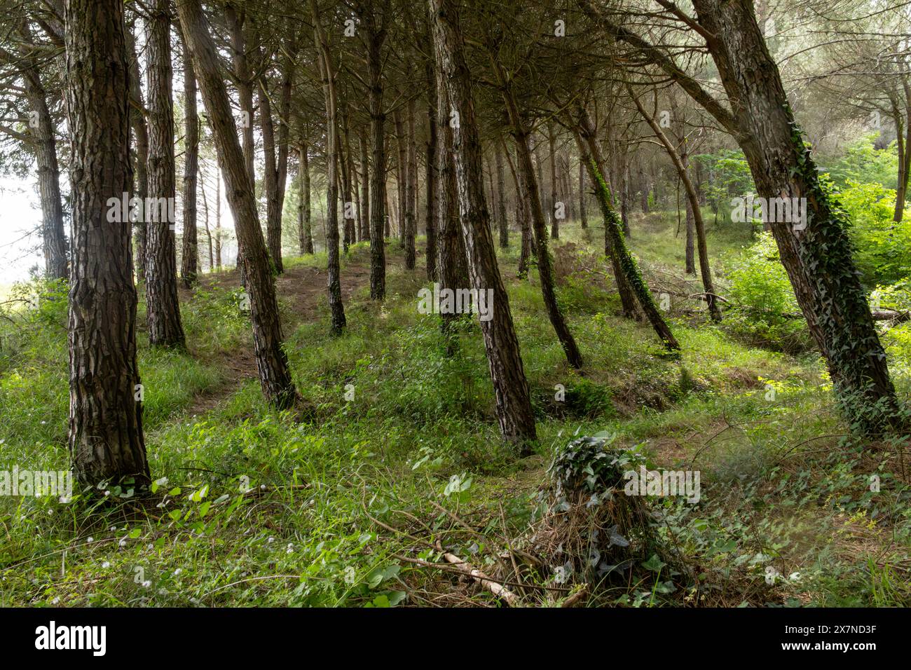 "Mentre la luce del sole filtra attraverso il fitto fogliame sopra, proiettando ombre attenuate sul suolo della foresta, mi viene in mente il delicato equilibrio della luce e. Foto Stock