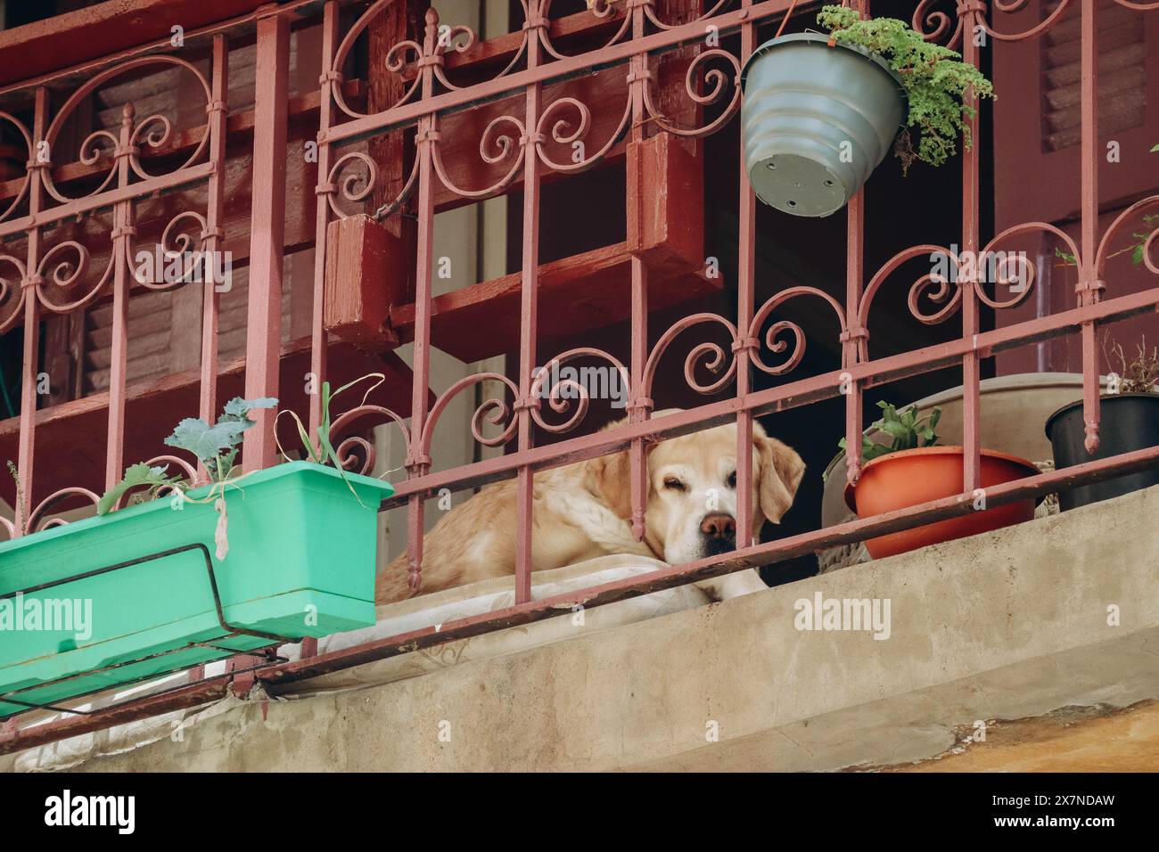 Un balcone colorato nel quartiere Achrafieh a Beirut e un cane che dorme su di esso Foto Stock