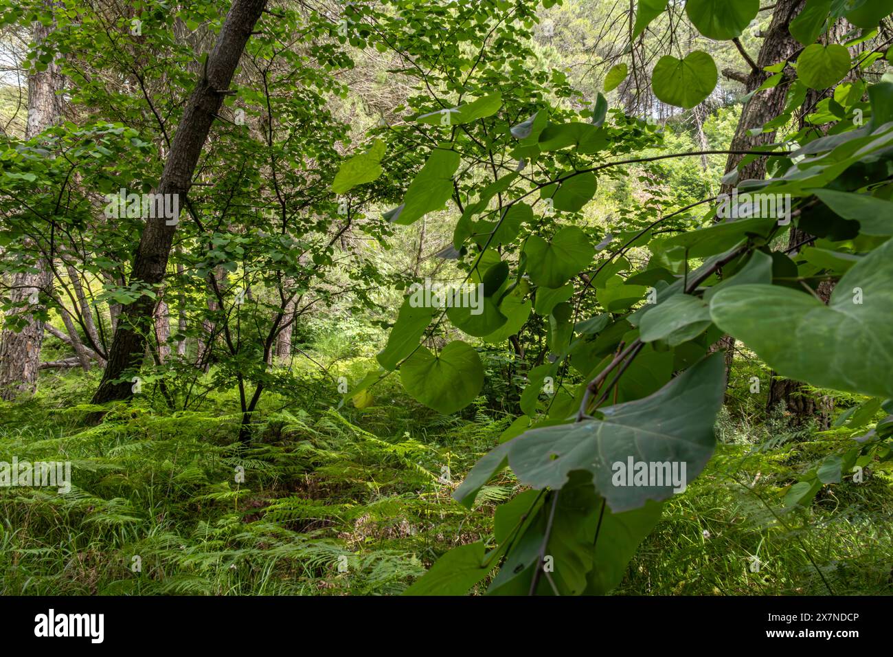 "Abbracciato dalla natura, trovo pace e un rinnovato senso di meraviglia nella foresta. 🌲🍃' Foto Stock