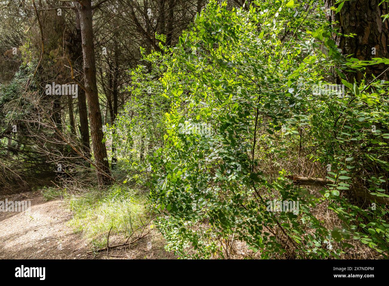 "L'abbraccio della foresta è caldo e accogliente, un ricordo della bellezza del mondo naturale. 🌲🍃' Foto Stock