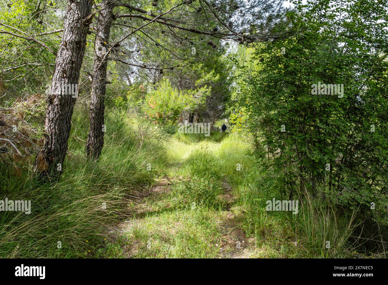 "Le peregrinazioni nei boschi portano a momenti di tranquilla riflessione e a una connessione più profonda con la natura. 🌿✨' Foto Stock