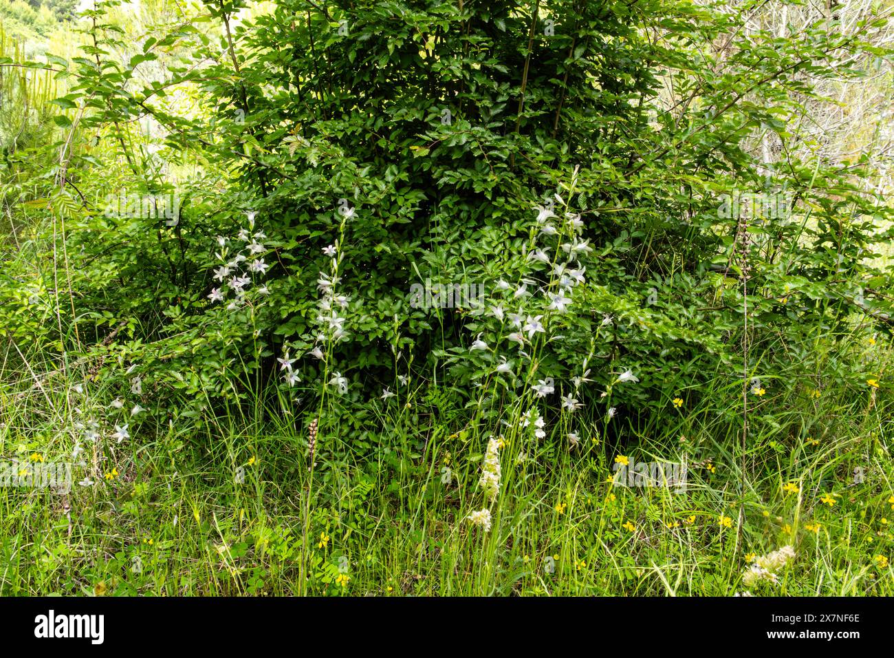 “La serenità verde mi circonda, un promemoria che la bellezza della natura è sempre a portata di mano. 🌳✨' Foto Stock