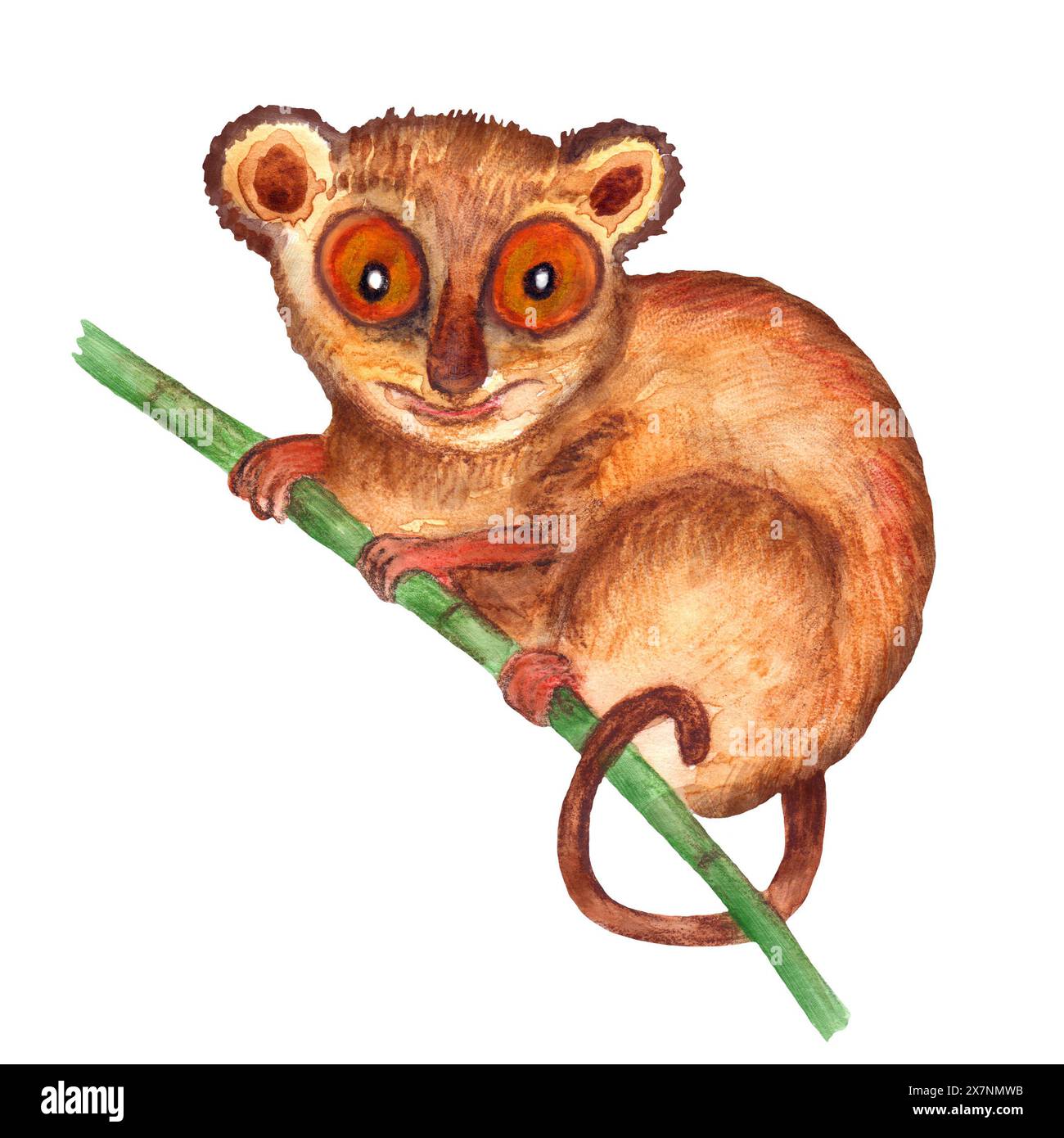 Acquerello animali selvatici irrealistici dell'Asia - più tarsieri, isolati su uno sfondo Foto Stock