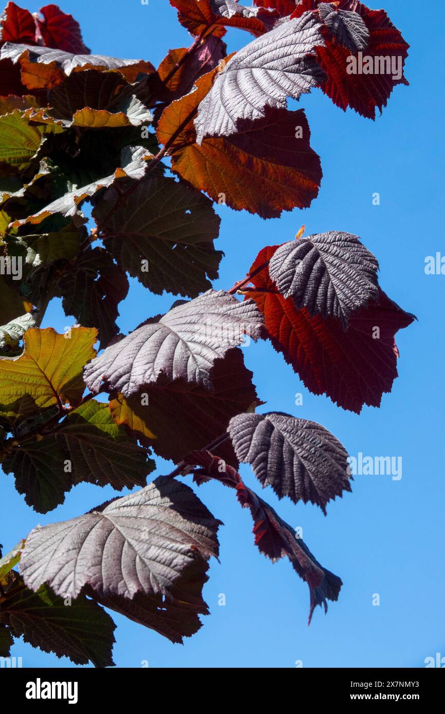 Filbert contorto, Corylus avellana 'Rote Zellernuss' Dark, Foliage, cavatappi Hazel, Viola, foglie Foto Stock