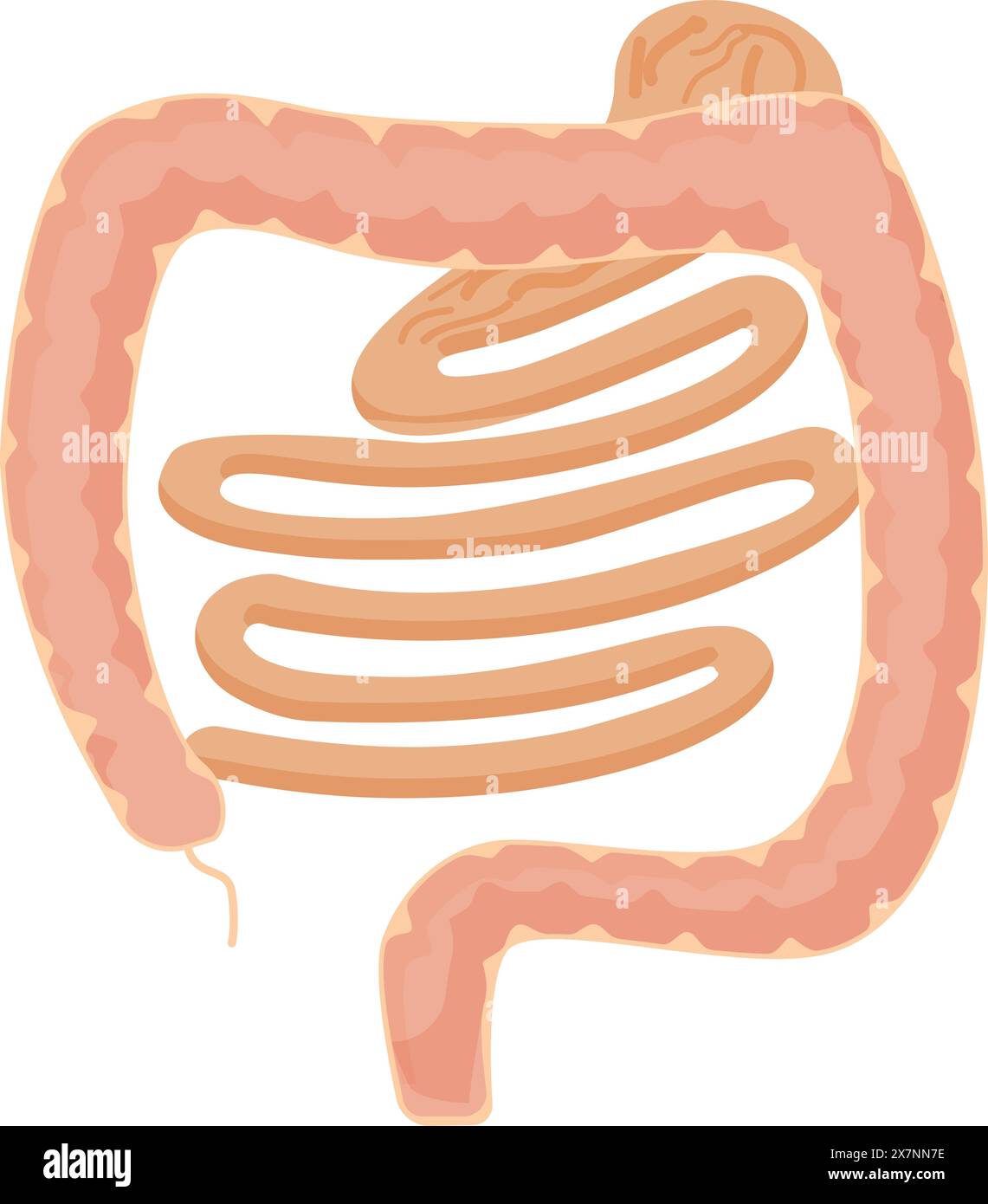 Illustrazione dell'intestino crasso dell'apparato digerente umano Illustrazione Vettoriale