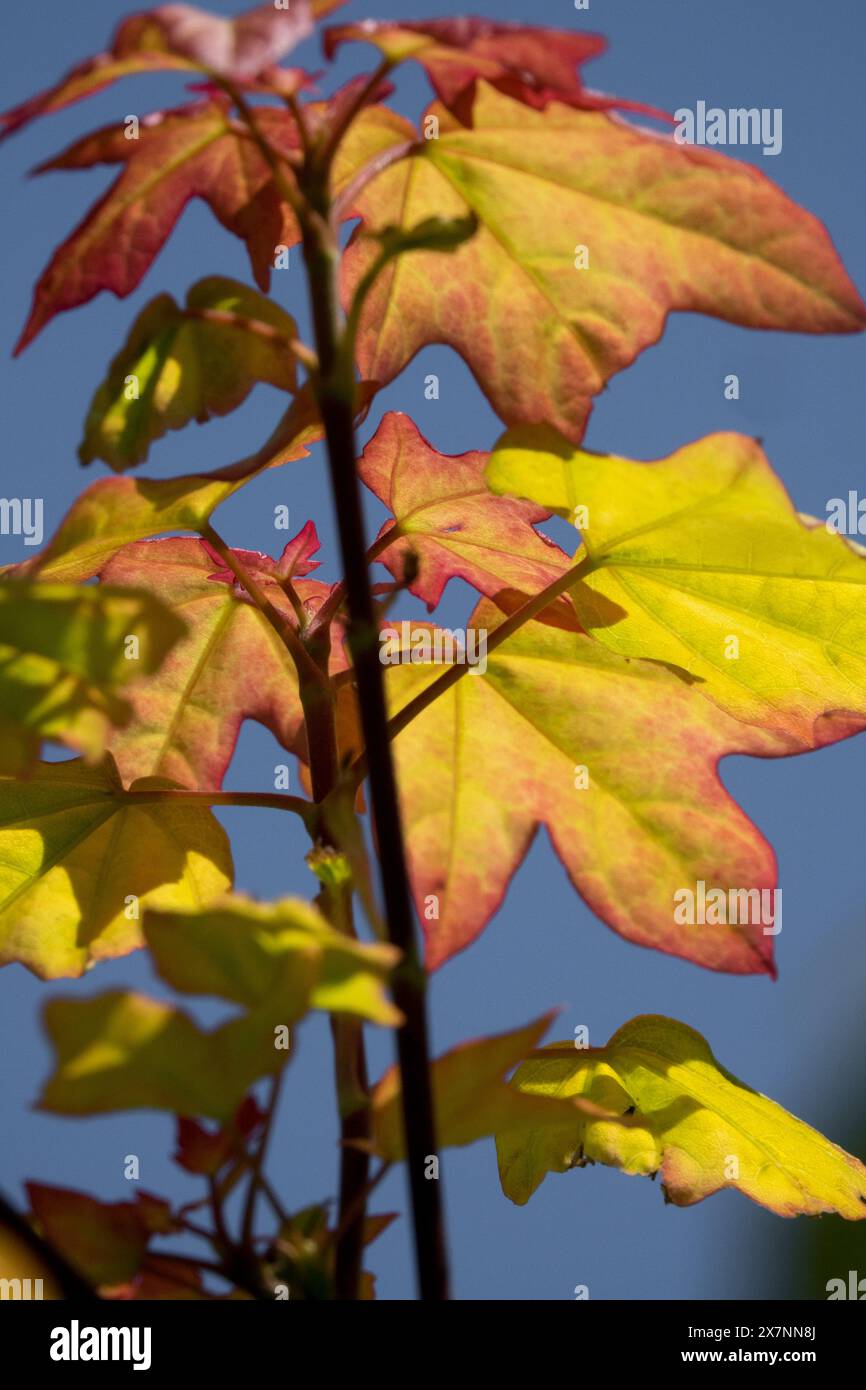 Freeman Maple Acer x freemanii "Autumn Blaze" Hybrid Red Maple a maggio colore foglie arancio primavera Foto Stock