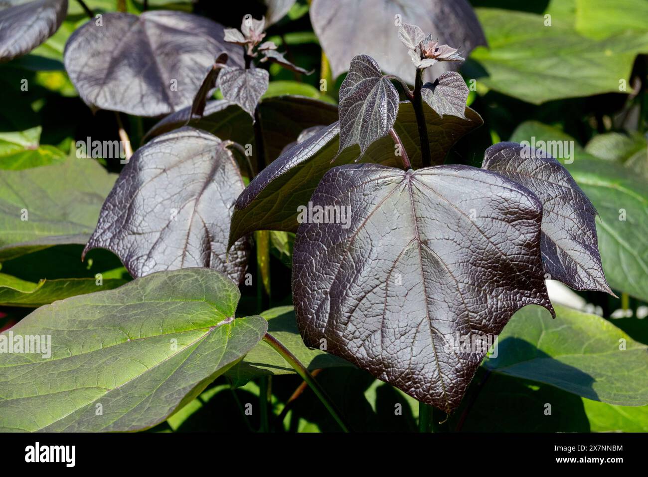 Viola Hybrid Catalpa Dark Foliage, Catalpa x erubescens foglie nere "Purpurea" Foto Stock