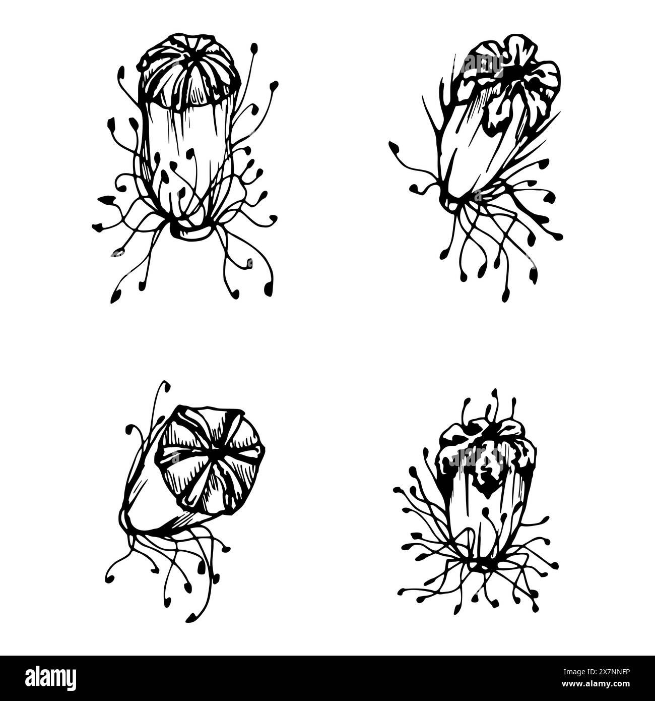 Set vettoriale di elementi con cialde di semi di papavero di peonia disegnate a mano, gemme. Isolato su sfondo bianco. Illustrazione grafica botanica. Inviti alla progettazione Illustrazione Vettoriale
