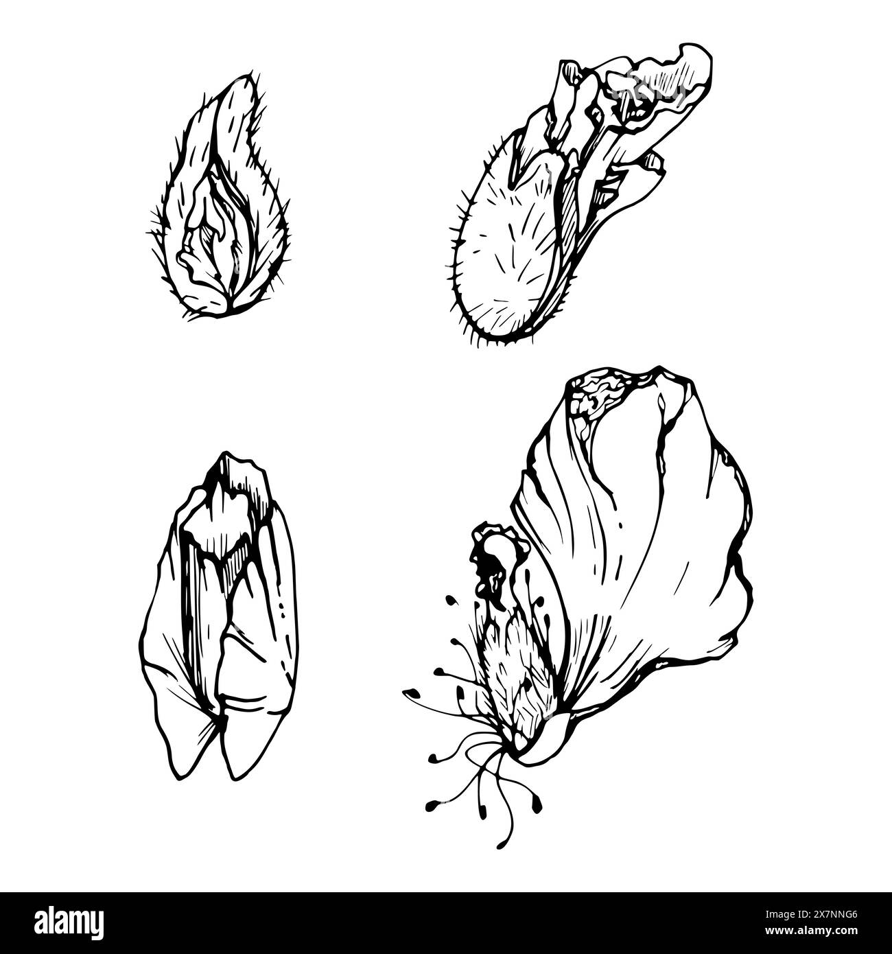 Set vettoriale di elementi con cialde di semi di papavero di peonia disegnate a mano, gemme. Isolato su sfondo bianco. Illustrazione grafica botanica. Inviti alla progettazione Illustrazione Vettoriale