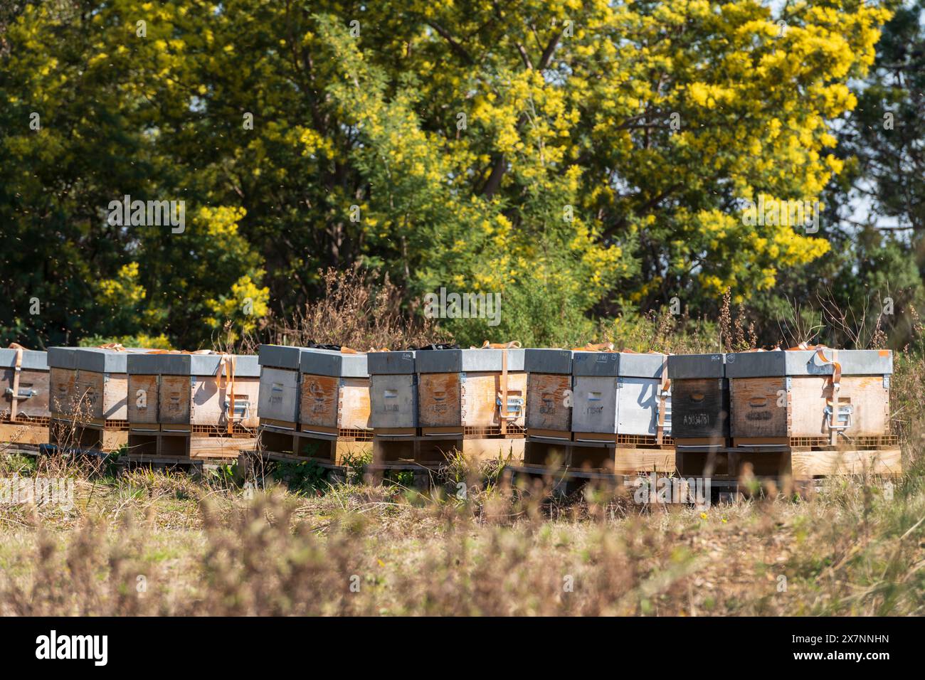 Alveari nel massiccio del Tanneron, circondati dalla vibrante foresta di mimosa nel sud della Francia. Foto Stock