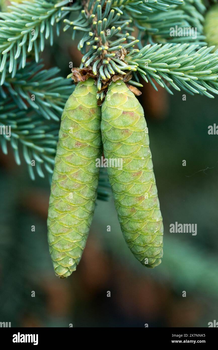 Abete bianco Picea glauca ' coerulea Hudsonica' Alberta abete, cono Foto Stock