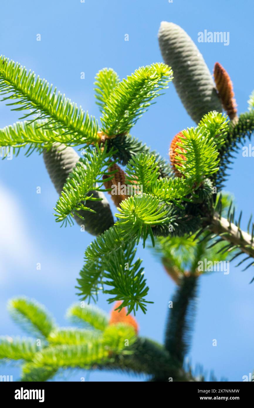 Delavays Fir coni Abies delavayi Foto Stock