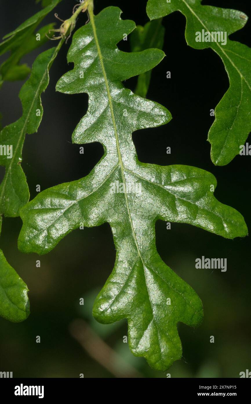 Quercia di tacchino europea, Quercus cerris, Leaf Foto Stock