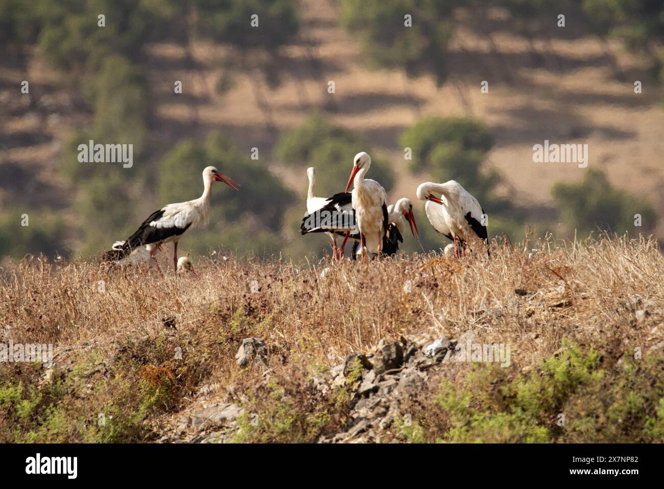 Un gregge di cicogna bianca (Ciconia ciconia) che si forgia per il cibo sul terreno. La cicogna bianca si trova in alcune parti dell'Europa e dell'Asia sudoccidentale, ed è una Foto Stock