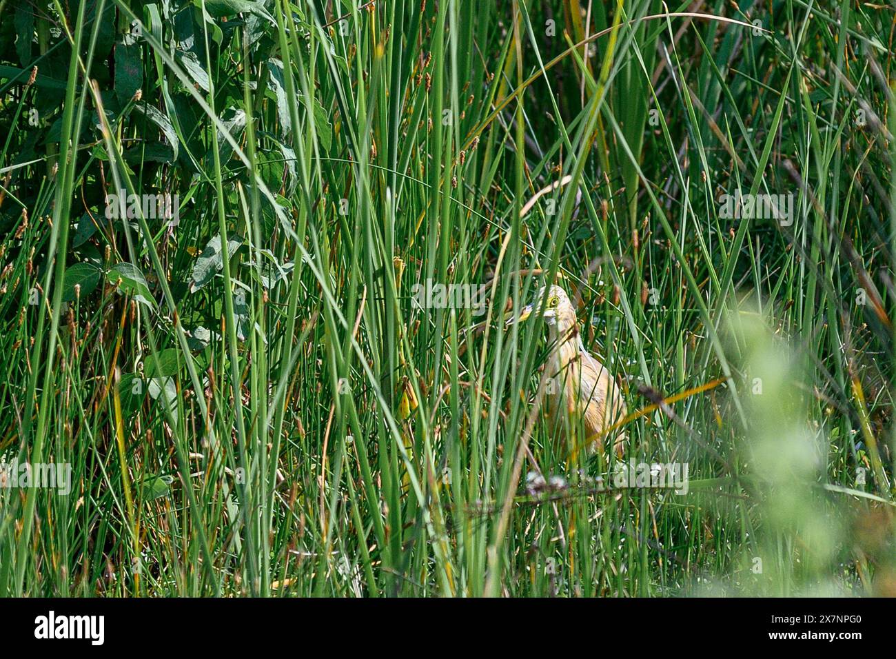 Aironi di squacco (Ardeola ralloides) nascosti nelle canne fotografati nello stagno ecologico artificiale e riserva ornitologica nel Parco Hayarkon, Tel Aviv, Isra Foto Stock