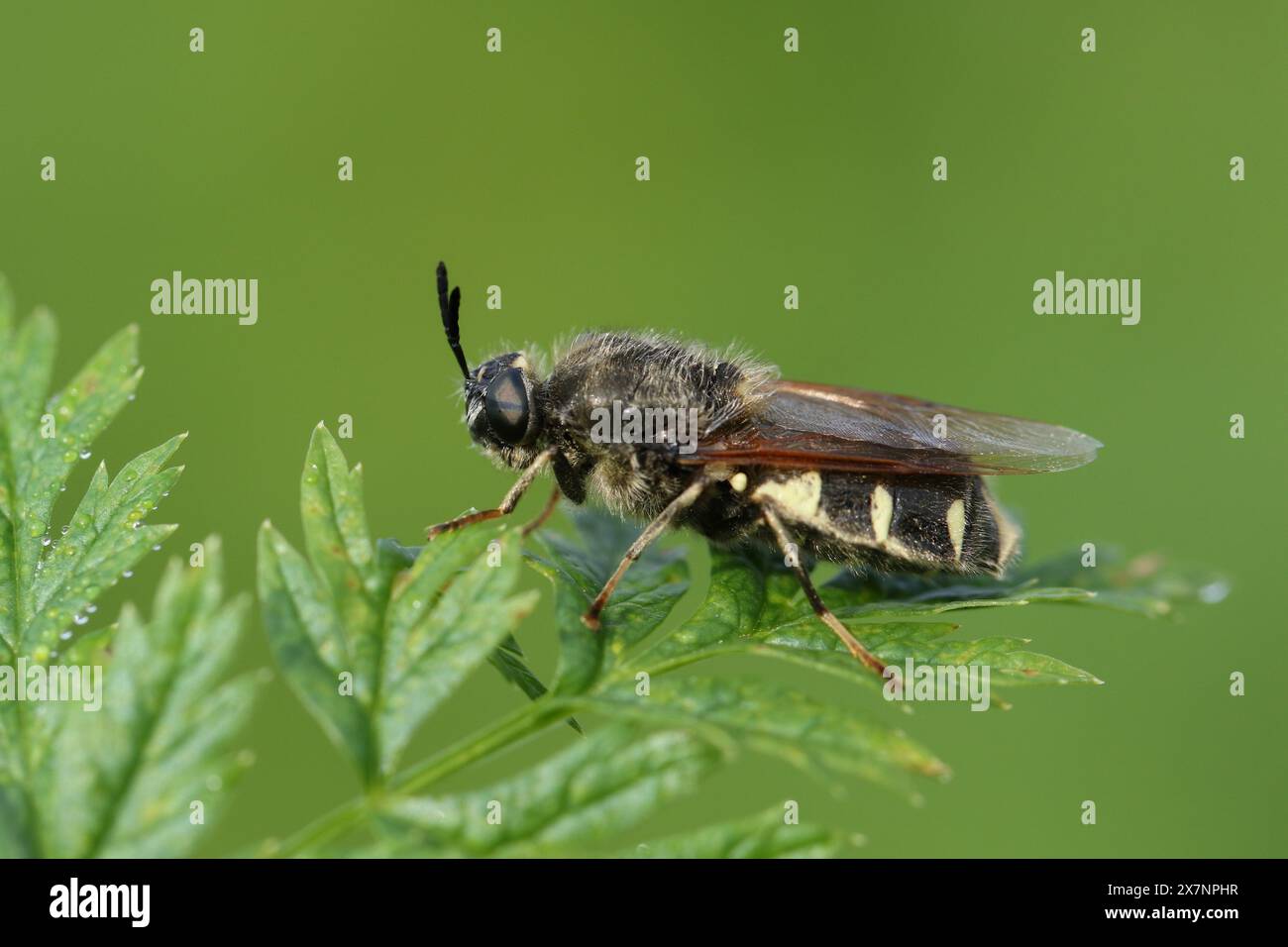 A Soldier Fly, Stratiomys singularia, appoggiato su una foglia di pianta in primavera. Foto Stock