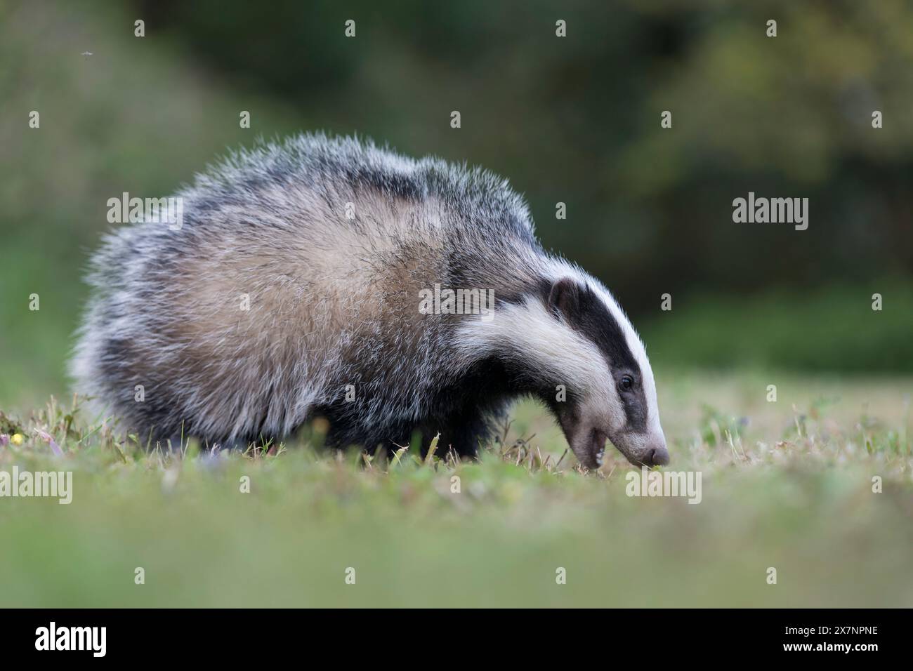 Badger; Meles meles; Cub; bocca aperta; Regno Unito Foto Stock