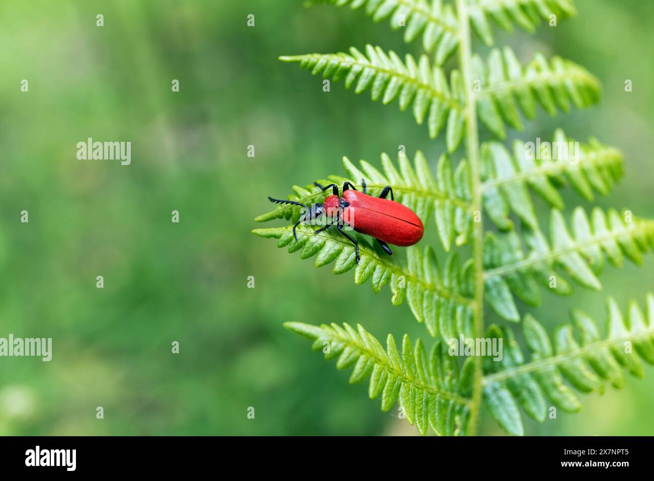 Cardinal Beetle con testa nera; Pyrochroa coccinea; su Bracken; UK Foto Stock
