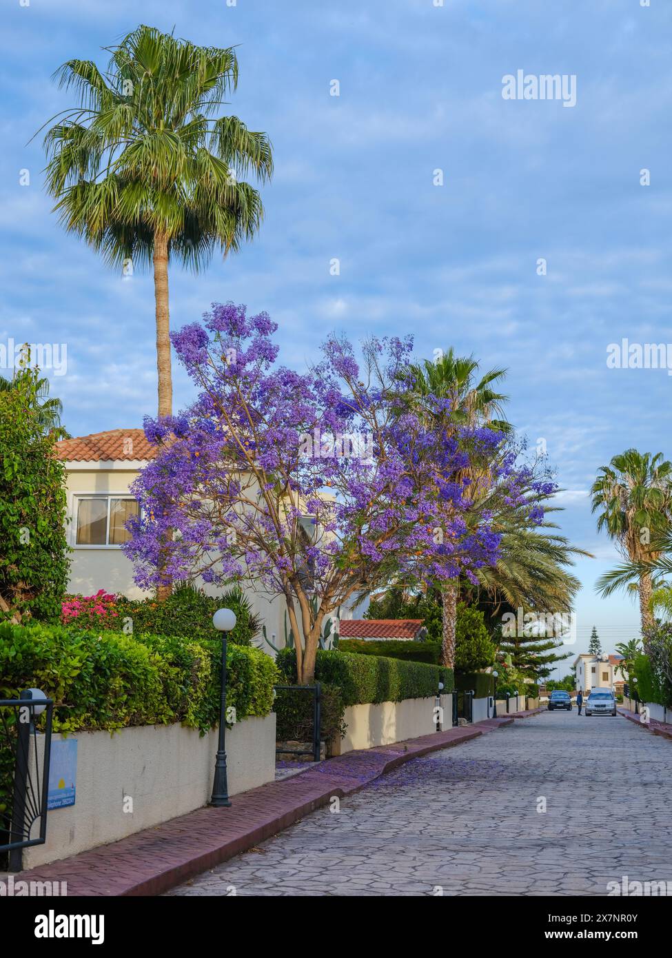 Maggio 2024, residentail Road a Pegeia, Pafos, Cipro. con alberi in fiore viola. Foto Stock
