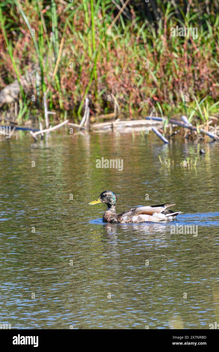 Mallard (Anas platyrhynchos) che nuota in acqua. Fotografato presso lo stagno ecologico artificiale e la riserva ornitologica di Hayarkon Park, Tel Aviv, Israele Foto Stock