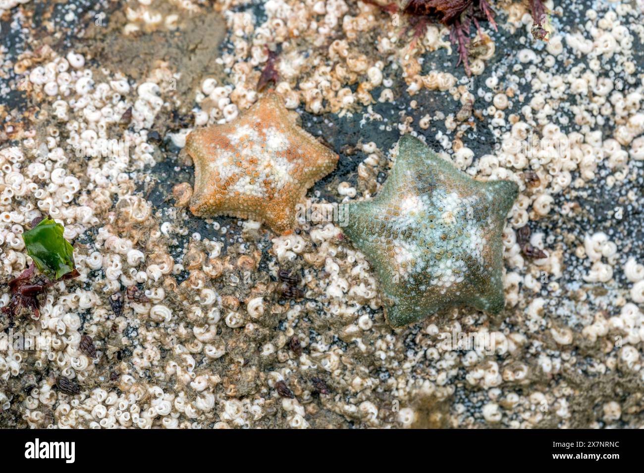 Inizio cuscino; Asterina phylactica; Rock Pool; Regno Unito Foto Stock