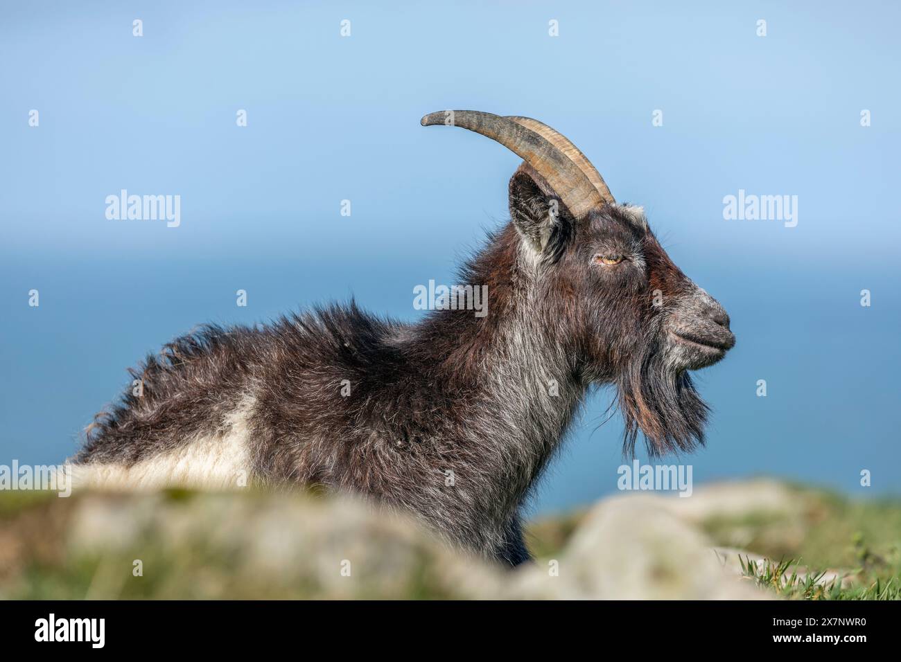 Capra selvatica; Valle delle rocce; Devon; Regno Unito Foto Stock