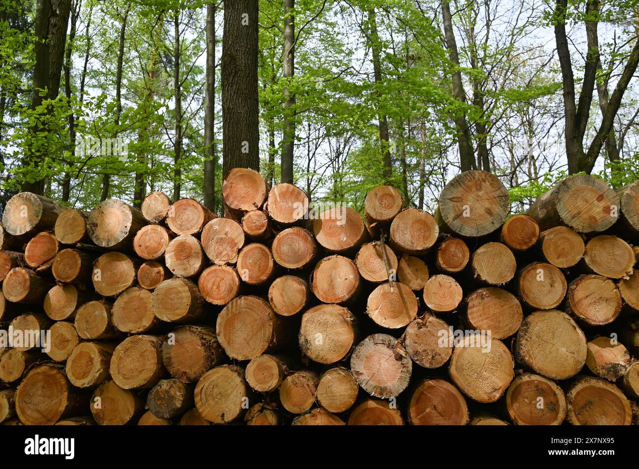 Pila di legna per stufe da fuoco in una foresta Foto Stock