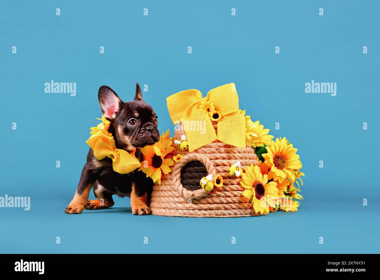 Colletto di cucciolo di cane Bulldog francese Tan seduto accanto all'alveare e ai girasoli su sfondo blu Foto Stock