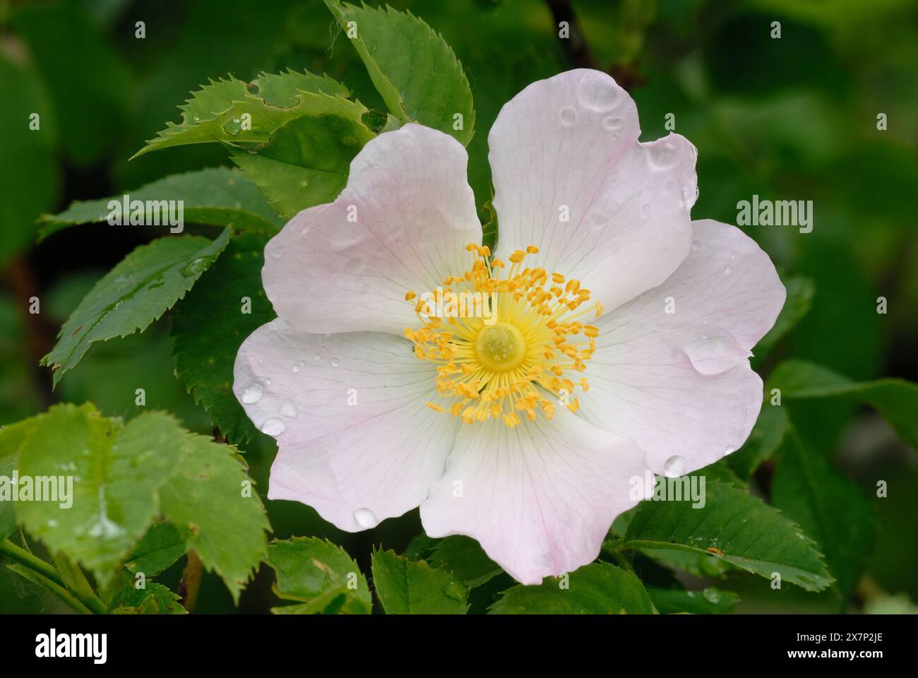 Rosa canina, fiore rosa canina dopo la pioggia, primo piano. Fioritura completa con gocce d'acqua su petali rosa. Sfondo verde naturale sfocato. Trencin, Slovacchia Foto Stock