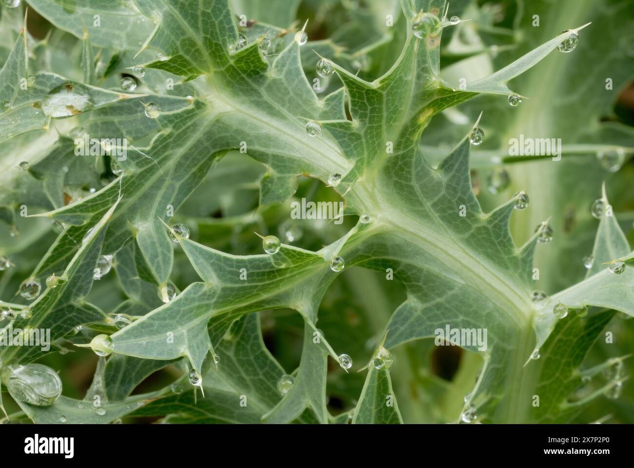 Thistle parte alla rugiada mattutina, da vicino. Con gocce d'acqua. Pianta pungente. Sfondo astratto naturale. Trencin, Slovacchia Foto Stock