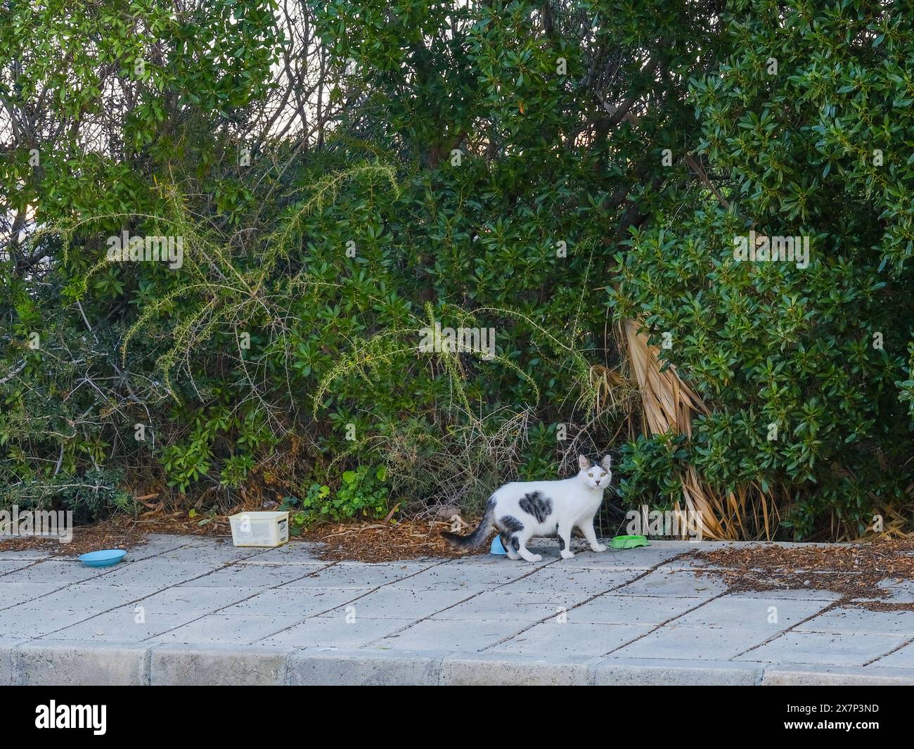 2024 maggio, ciotole per dar da mangiare ai gatti selvatici, vicino a Coral Bay Pegeia, Pafos, Cipro. Foto Stock