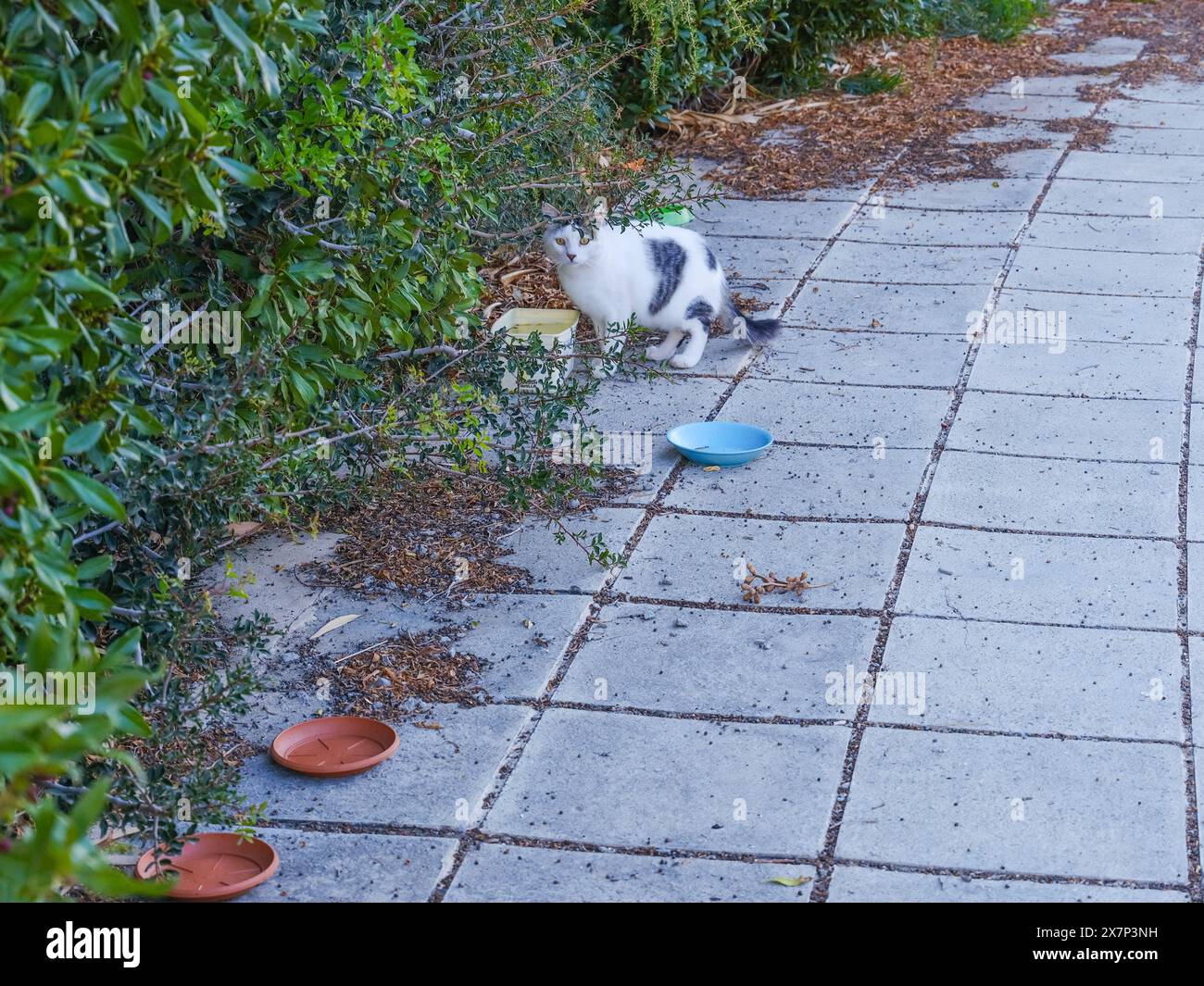 2024 maggio, ciotole per dar da mangiare ai gatti selvatici, vicino a Coral Bay Pegeia, Pafos, Cipro. Foto Stock