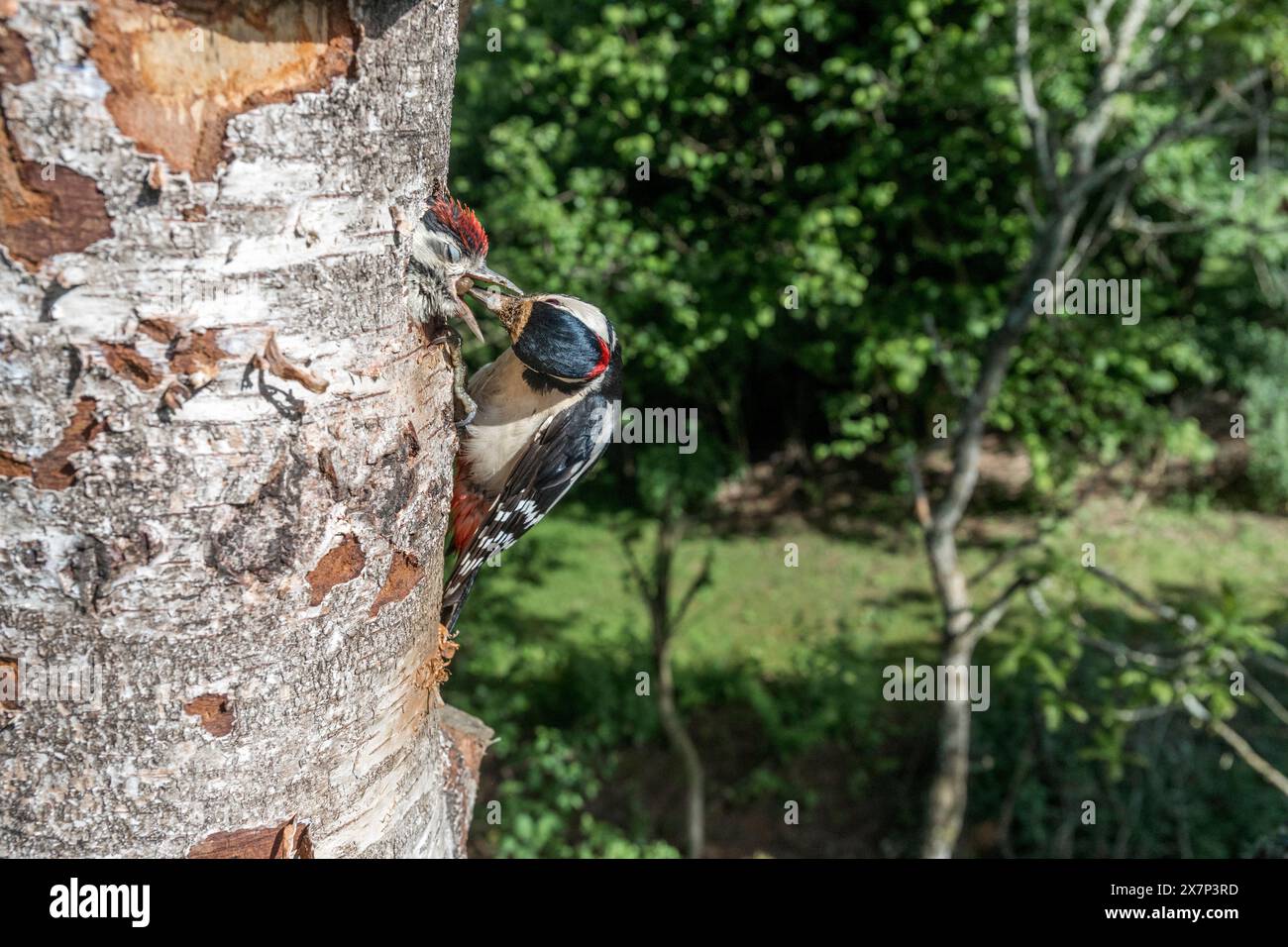 Picchio macchiato maggiore; Dendrocopos Major; Adult Feeding Young; UK Foto Stock