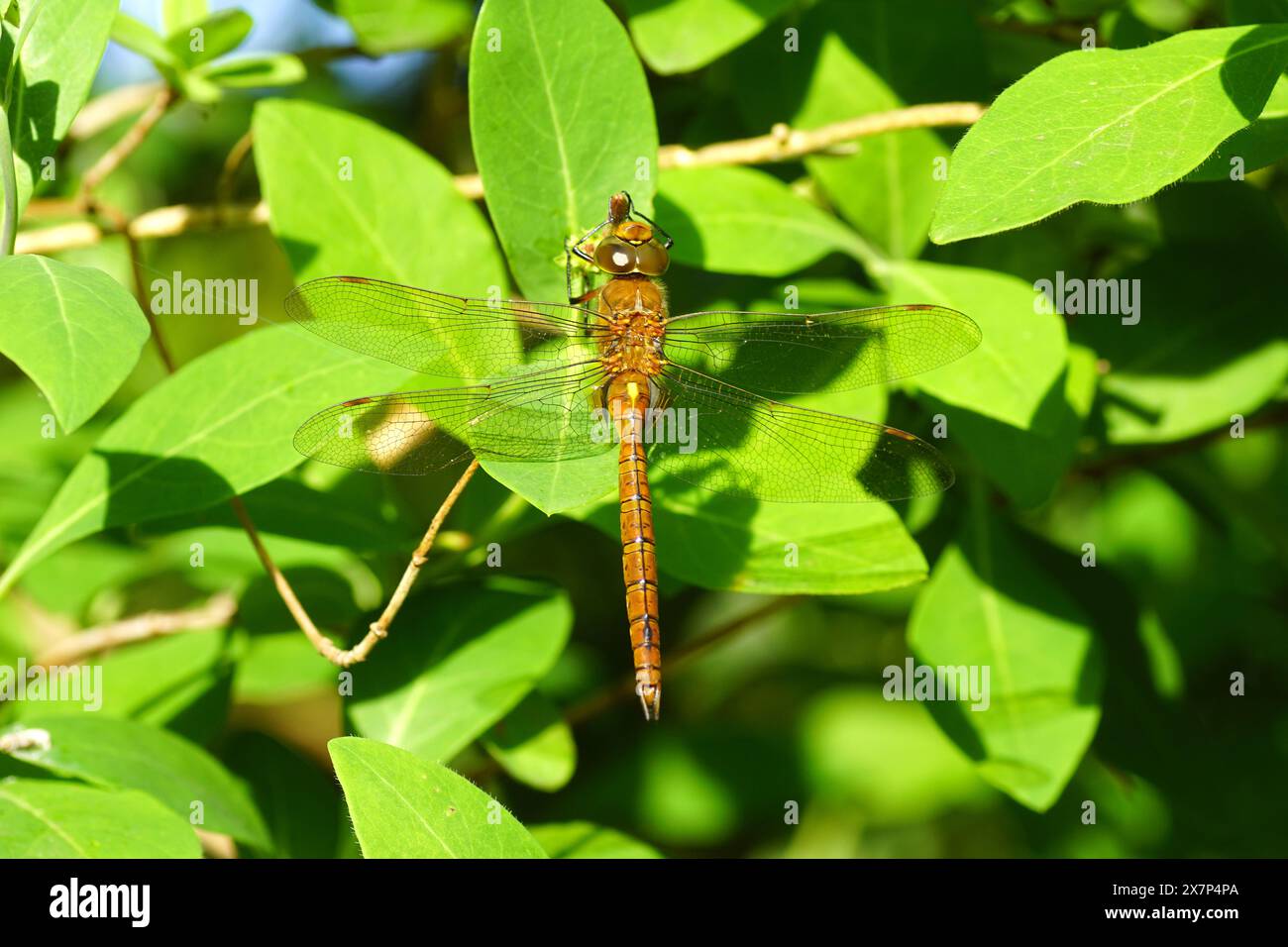 Falco dagli occhi verdi, falco di Norfolk (isocele di Aeshna), falegname della famiglia (Aeshnidae), che si aggrappa al caprifoglio comune (Lonicera periclymenum). Foto Stock