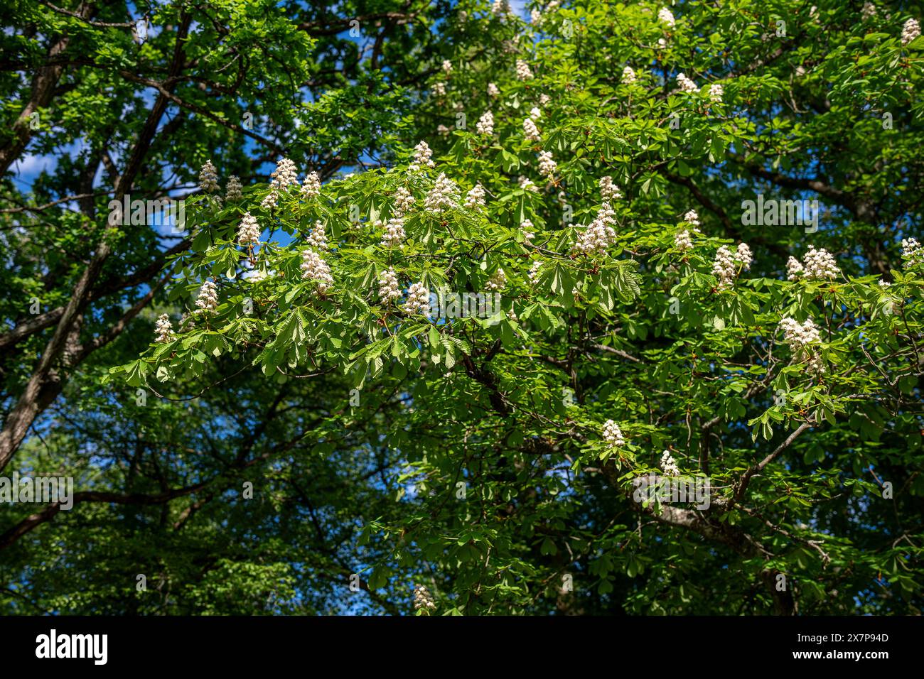 Primo piano di un castagno fiorito in una tranquilla serata primaverile nel maggio 2024 nel parco cittadino Folkparken di Norrköping, Svezia Foto Stock