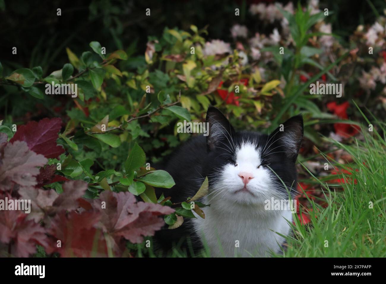 Ritratto di un gatto sorridente Foto Stock