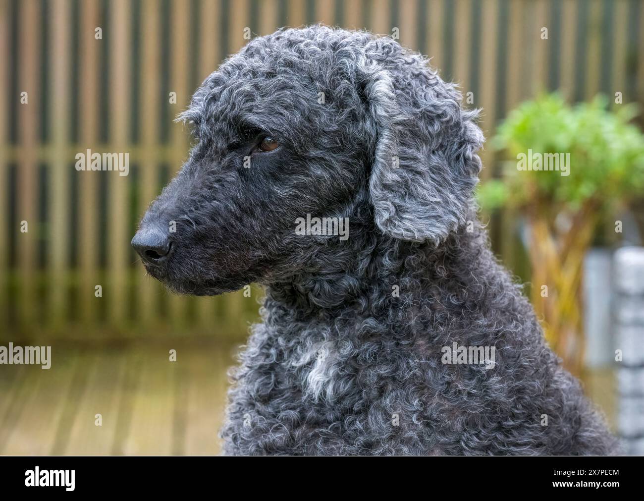 Un ritratto da vicino o un bellissimo cane Labradoodle nero e verde Foto Stock