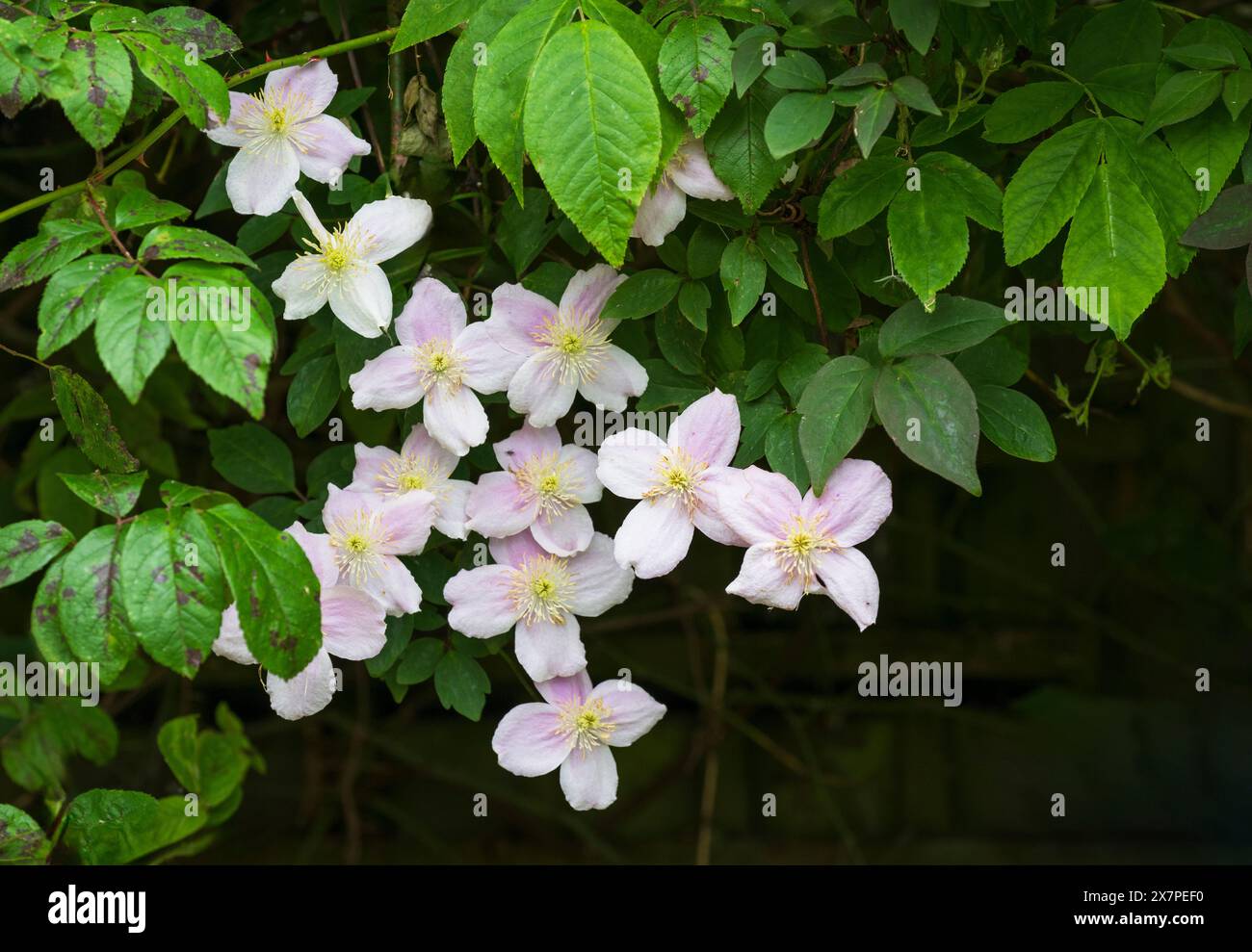 Un gruppo di bellissimi fiori di clematide rosa pallido Foto Stock