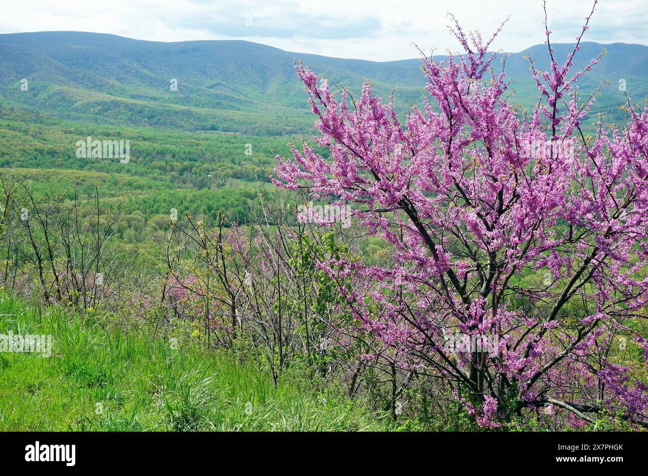 Vista della Shenandoah Valley dallo Skyline Drive, Virginia, USA, Shenandoah National Park, che mostra il redbud orientale in fiore Foto Stock