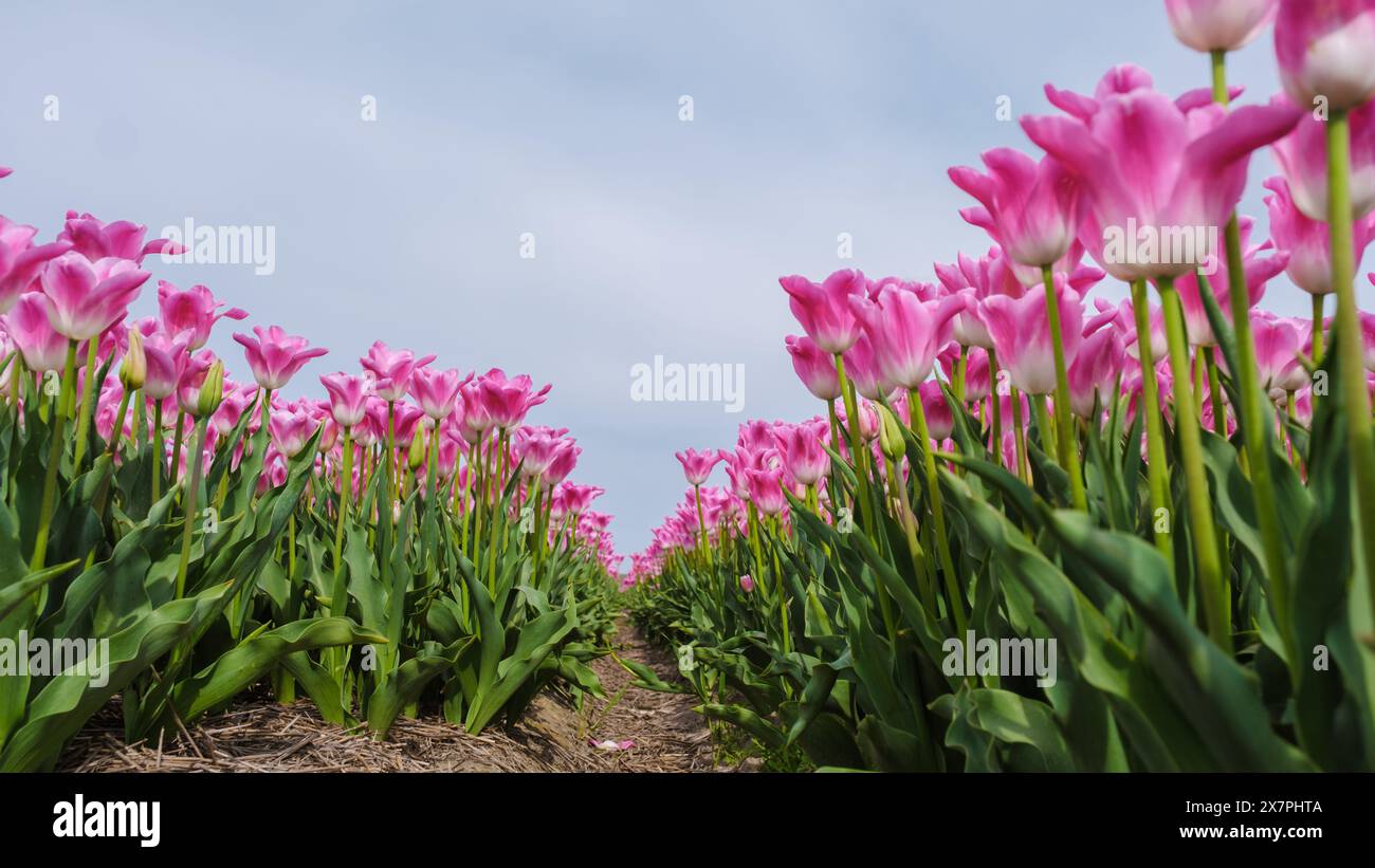 Un campo mozzafiato di tulipani rosa a Texel, Paesi Bassi, bagnati dalla luce del sole e che ondeggiano dolcemente nella brezza. Foto Stock