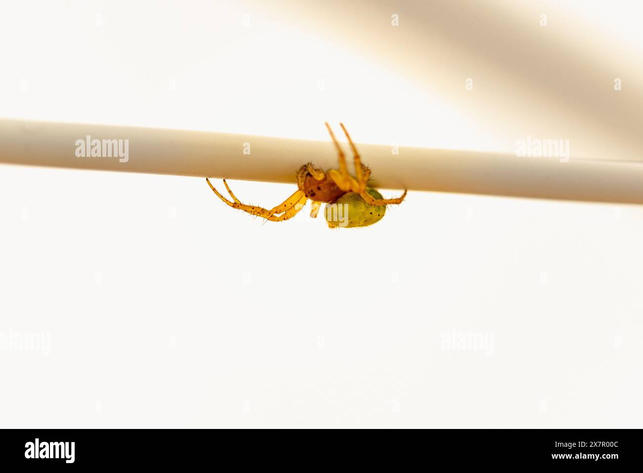 Araniella cucurbitina, ragno di zucca o ragno di cetriolo, addome verde con punti neri Foto Stock