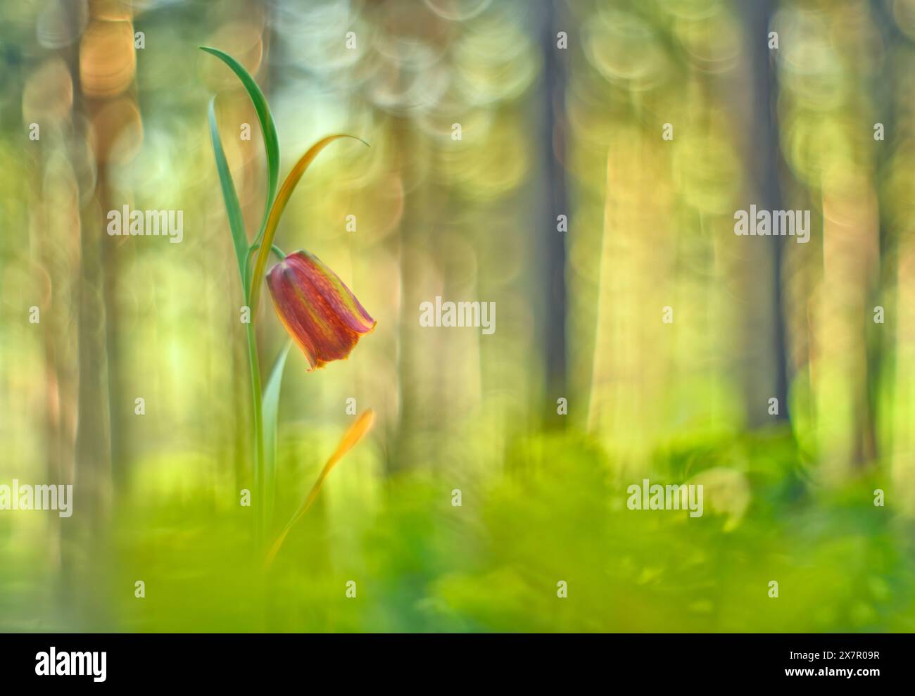 Un fiore Fritillaria lusitanica splendidamente dettagliato catturato con un obiettivo vintage a maggio, che mostra un delizioso effetto bokeh sullo sfondo, accentua Foto Stock