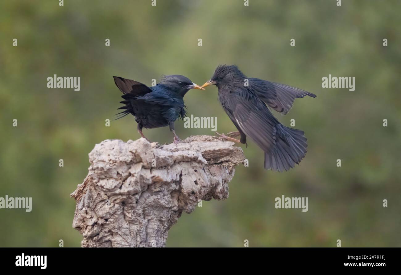 Due uccelli di colore scuro si impegnano in una stretta interazione sulla cima di un ramo aspro, adagiato su uno sfondo verde leggermente sfocato, catturando un momento di aviario Foto Stock