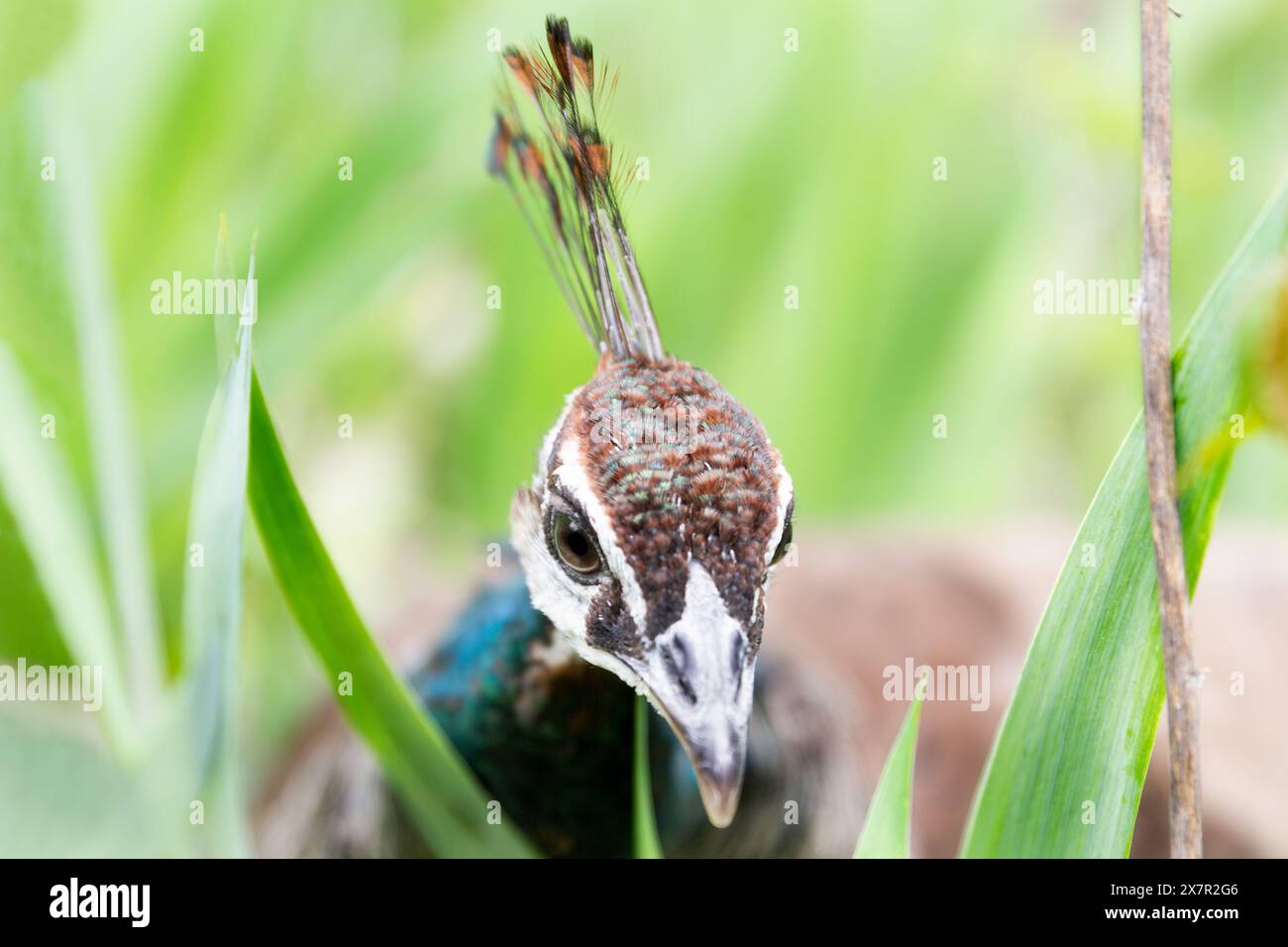 Un primo piano dettagliato della testa di un pavone, con motivi intricati e colori vivaci in mezzo al fogliame verde. Foto Stock