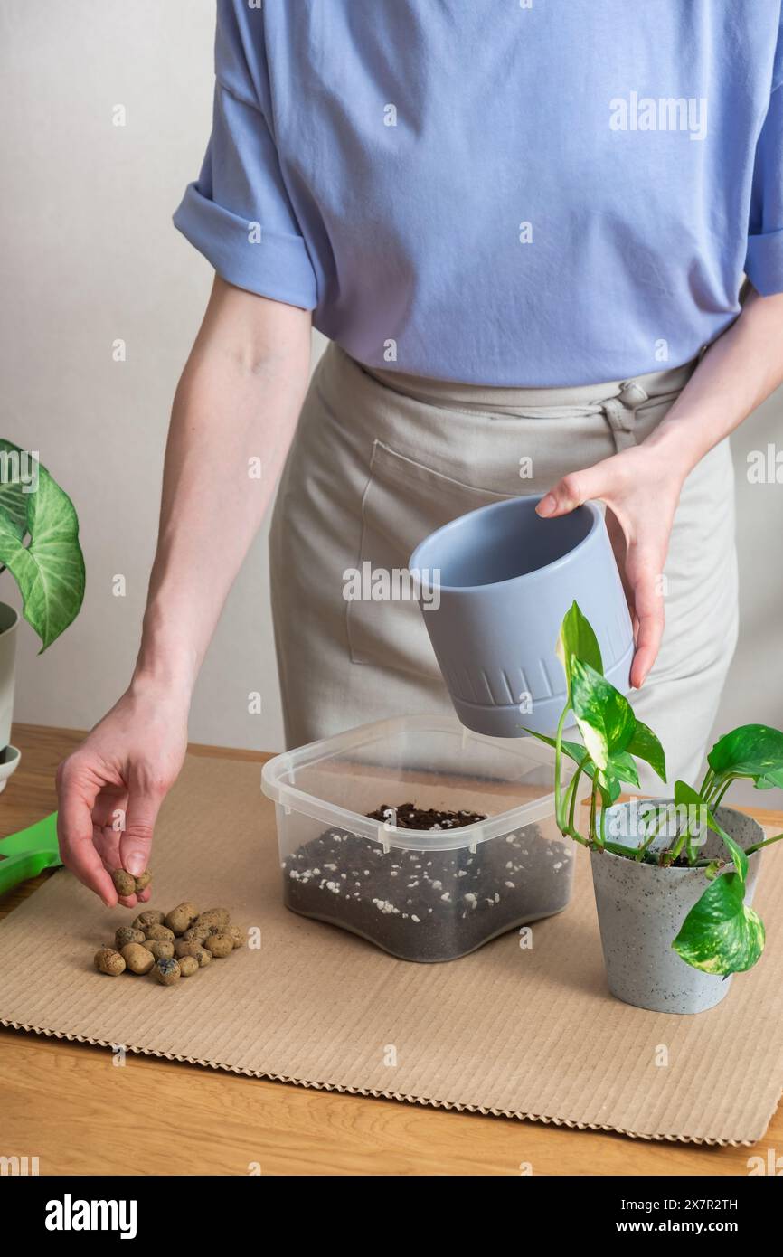 Una donna corta e irriconoscibile ripianta con cura una pianta d'appartamento in un nuovo vaso su un tavolo a casa, mostrando il suo interesse per l'orticoltura. Foto Stock
