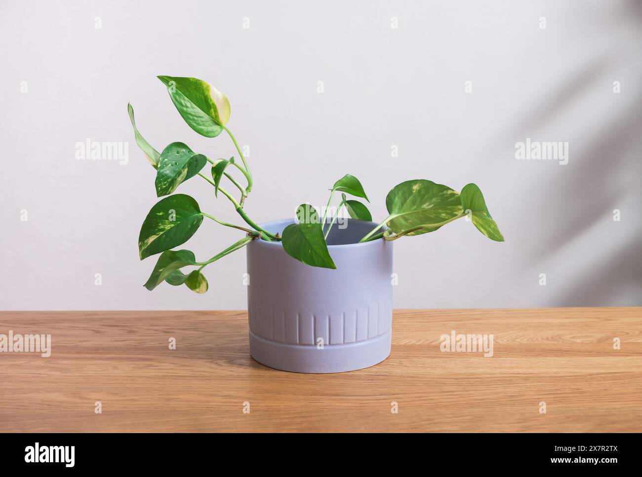 Una pianta di pothos, conosciuta anche come edera del Diavolo, con variegate foglie verdi e gialle, si trova in una moderna pentola grigia su un tavolo di legno, simboleggiando la ga interna Foto Stock