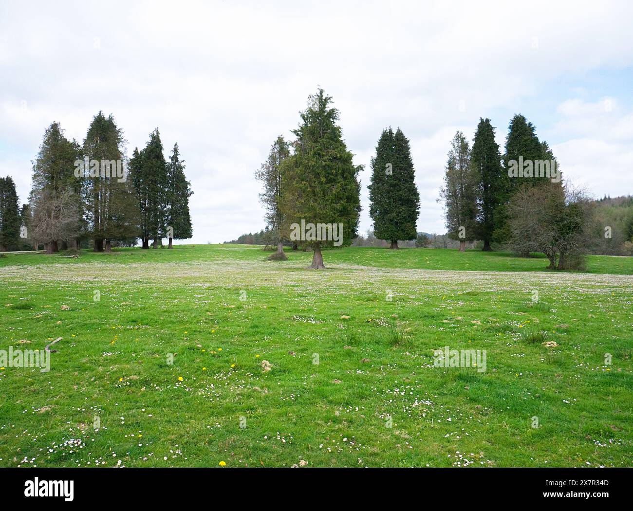 Prato tranquillo con conifere sparse e alberi decidui contro un cielo nuvoloso. Foto Stock