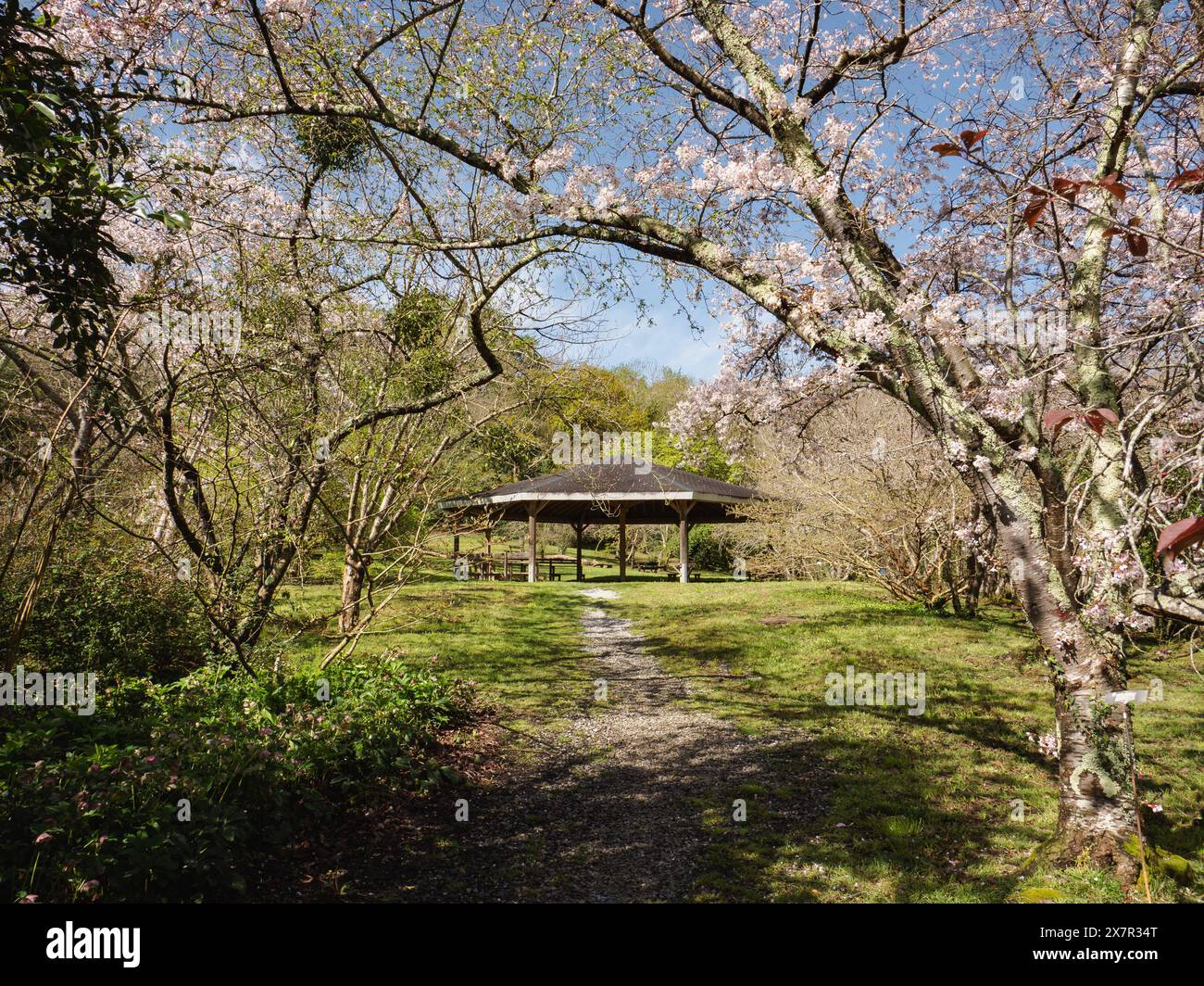 Un tranquillo parco caratterizzato da un gazebo tra vegetazione lussureggiante e ciliegi adornati da delicati fiori rosa. Foto Stock