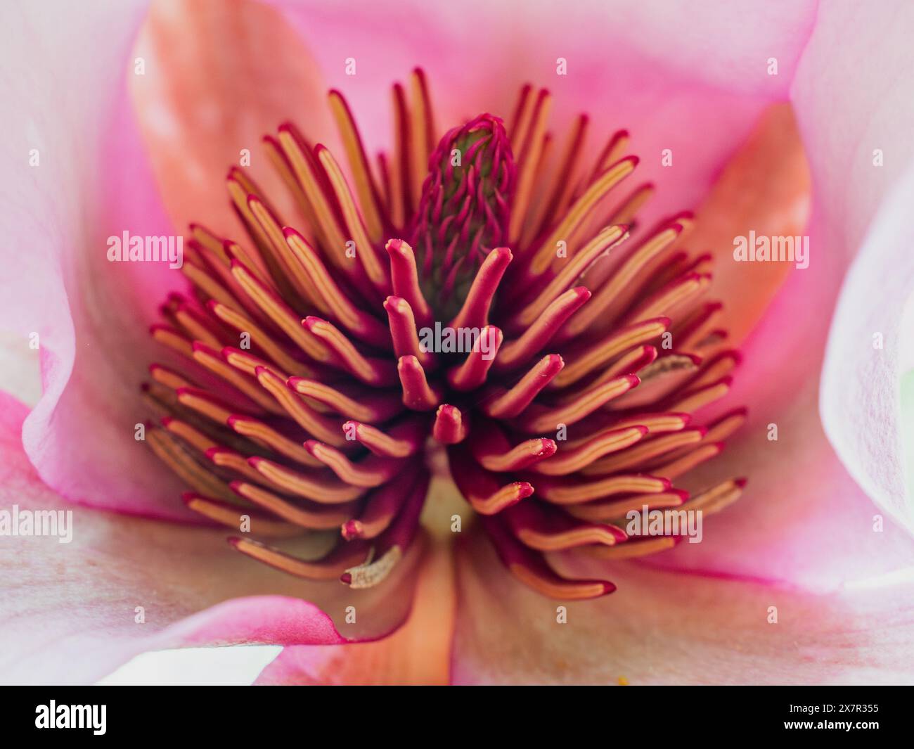 Una macro fotografia che cattura gli intricati dettagli della statura e della pistola di un fiore di magnolia, evidenziando la bellezza naturale e la complessità della pianta Foto Stock